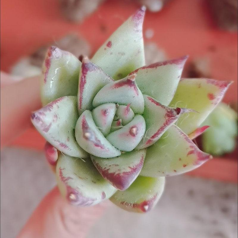 Succulent plant Sedum 15 pot set, dry and easy to raise, indoor desktop mini potted plant, bare root novice friendly