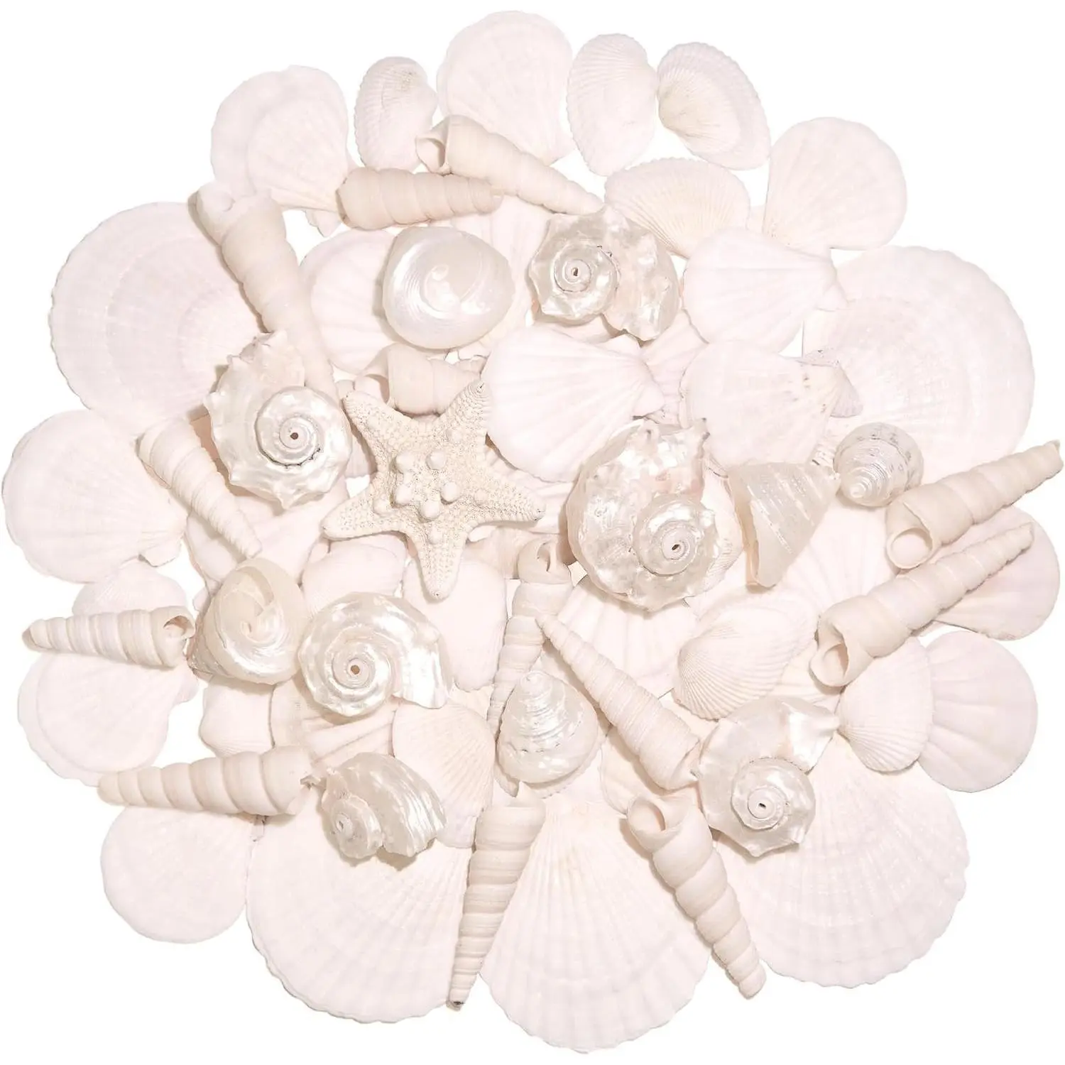 Silver White Sea Shell Mixed Ocean Shells Set for Crafts, Natural Seashells 1.2"-2.6" Various Size Shells & Starfish for DIY, Vase Filler Fish Tank Decor, Beach Themed, Home, Wedding & Party Decoration