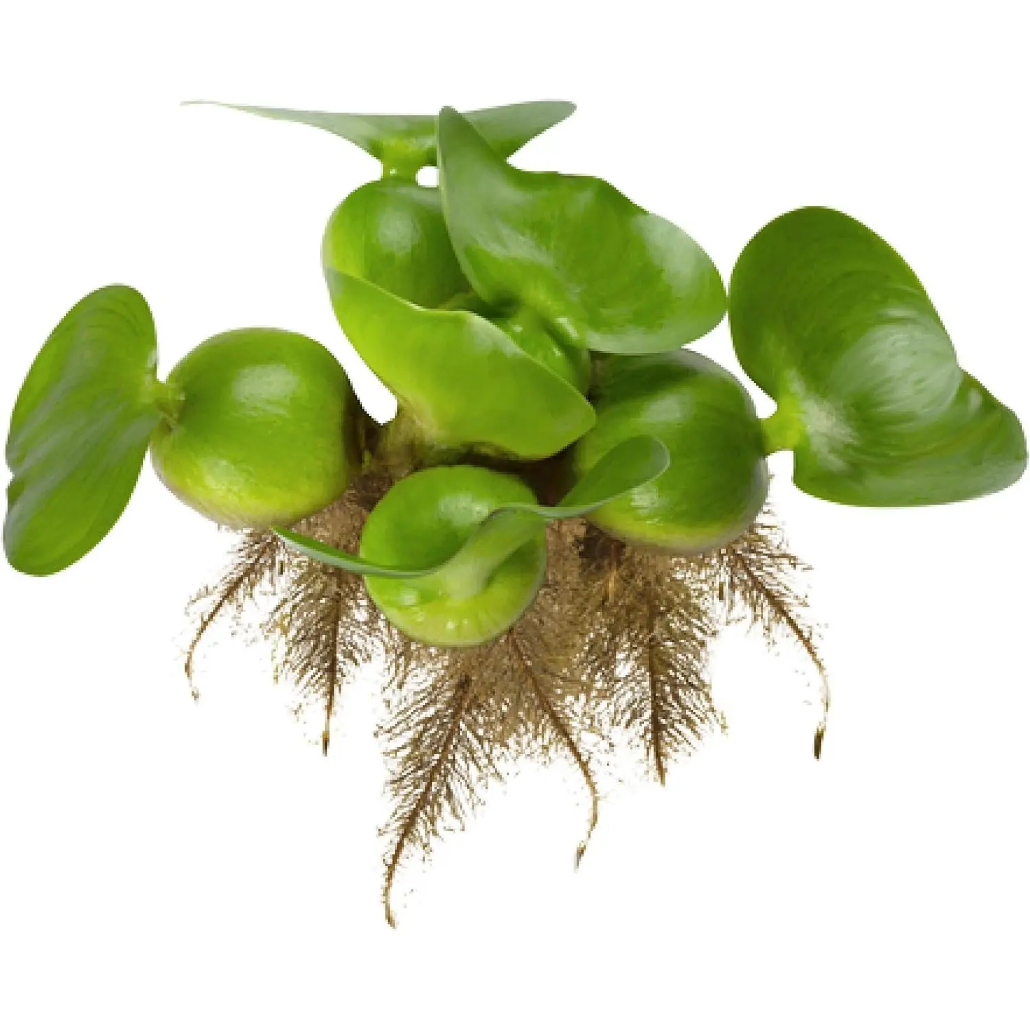 Water Hyacinth Floating Pond Plants Live Aquatic Plant Great for Koi Ponds Flowering and Fast Growing Hyacinths Cannot Ship to Some States (3)