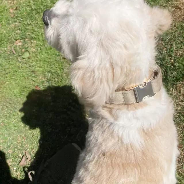 Personalized Dog Collar 1Pc Custom Engraved Soft Engraved Nameplate Durable ID Durable Nylon Material Easy to Install