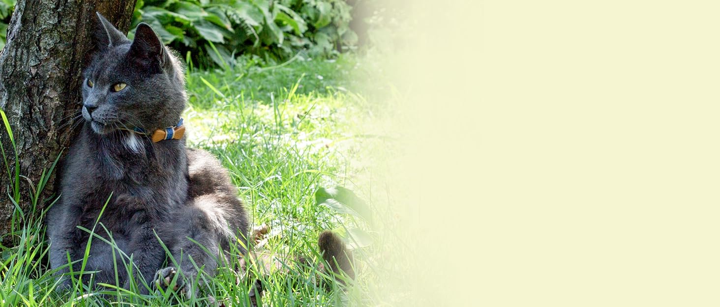 Pettsie Cat Collar with Heart, Safe Breakaway Buckle, Matching Friendship Bracelet, Soft and Comfortable Cotton for Sensitive Skin, Carton Box, Easy Adjustable 8-11 Inches, Green