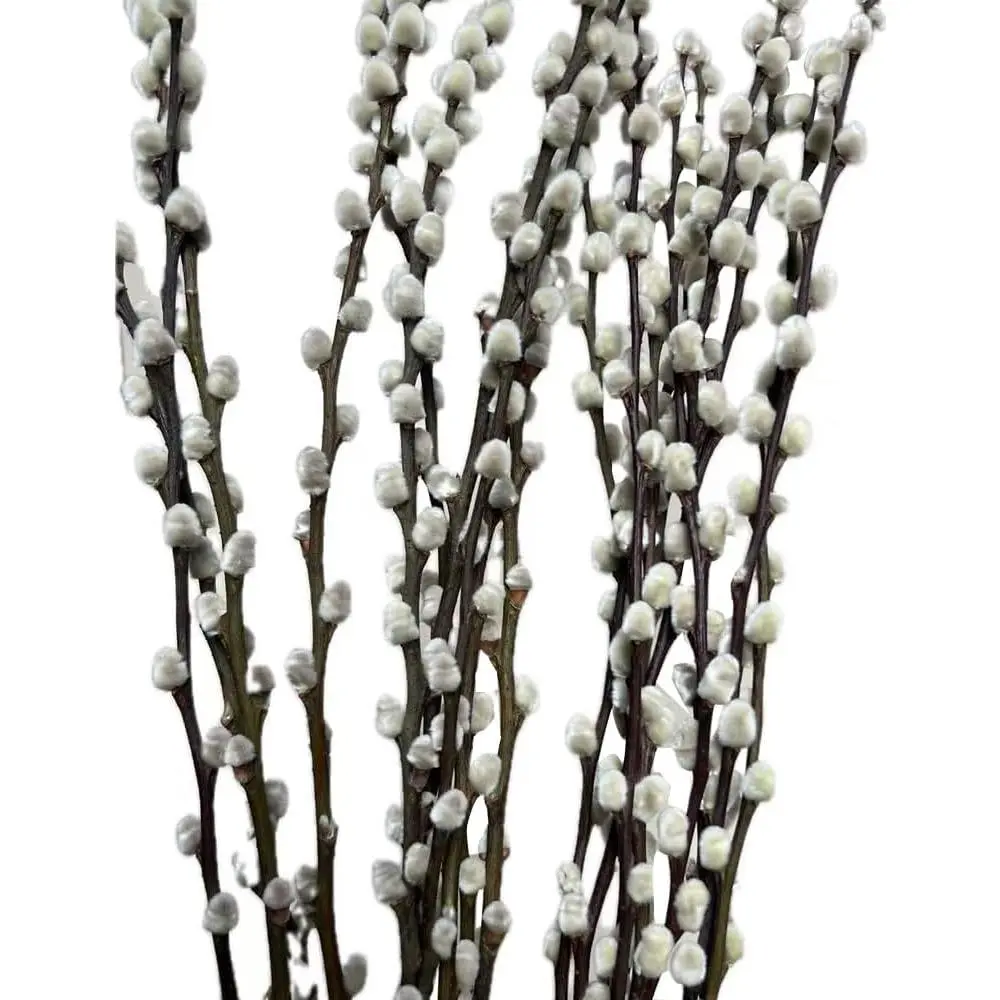 20 Stems Real Dried Pussywillow Preserved Greenery Branches for Vase- Natural Tall Pussywillows with White Flowers 27.5IN Snow Willow Branches for Easter Wedding Home Party Hotel Fireplace Decor