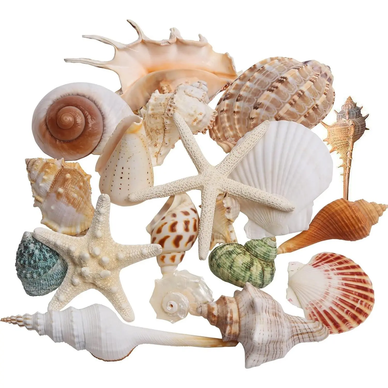 Sea Shells, 20 Kinds Mixed Beach Seashells for Crafts, Shells Decor | 1.5"-5.5" Various Sizes Large Ocean Shells Conch Natural Starfish for Decorating Beach Party Fish Tank Home Decor Wedding