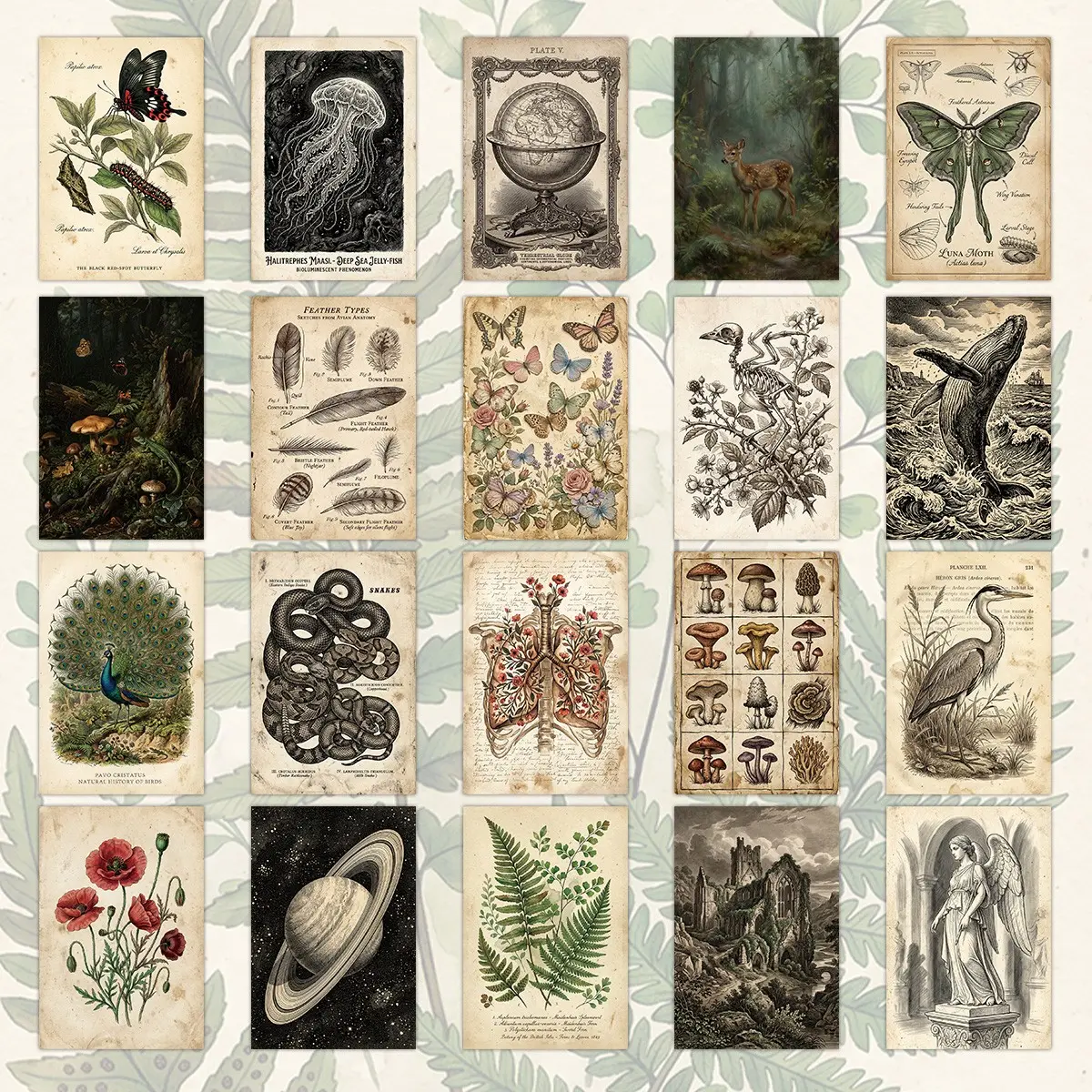 20 Vintage Natural History Postcards Set, 19th Century Botanical Illustrations, Steam Punk/gothic Decor, Scrapbooking Supplies, Vintage Aesthetics