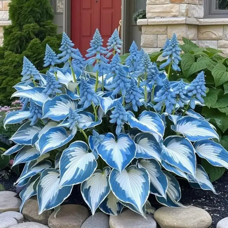 800pcs Seeds for Planting – Beautiful Foliage Perennials That Thrive in Shade, Easy to Cultivate, Perfect for Natural Garden Design