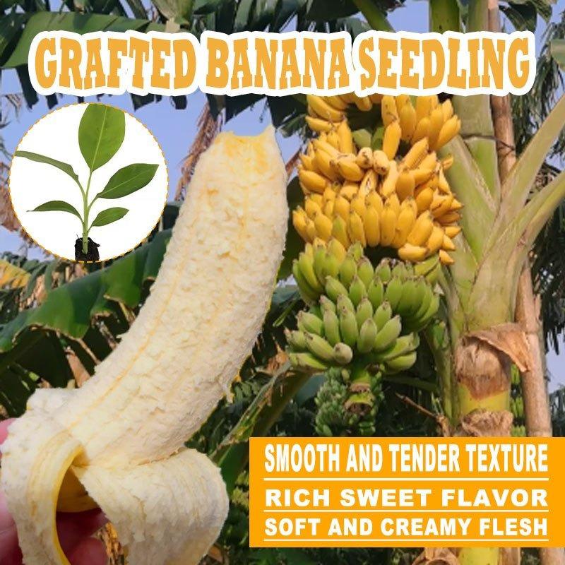 Grafted banana tree seedlings, vibrant fruit plants, fast-growing, suitable for home gardens and gardens