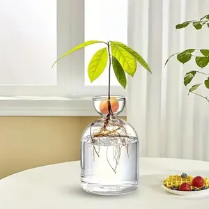 Glass Avocado Plant Growing Kit, Transparent Narrow Oval Seed Starter, Indoor Outdoor Decorative Glass Vase, Showcases Growth Process