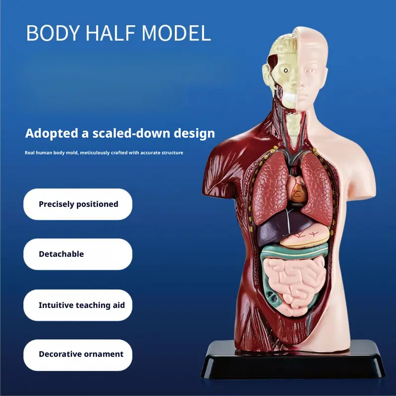 Human body model children's STEM science and education toy, detachable human anatomy model for organ recognition