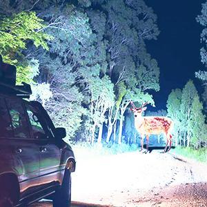 Nilight 2007 2008 2009 2010 2011 2012 2013 Chevy Silverado 1500 2007 2008 2009 2010 2011 2012 2013 2014 Silverado 2500HD 3500HD Headlight Assembly Black Case Clear Reflector Nilight 2007 2008 2009 2010 2011 2012 2013 Chevy Silverado 1500 2007 2008 2009 2010 2011 2012 2013 2014 Silverado 2500HD 3500HD Headlight Assembly Black Case Clear Reflector