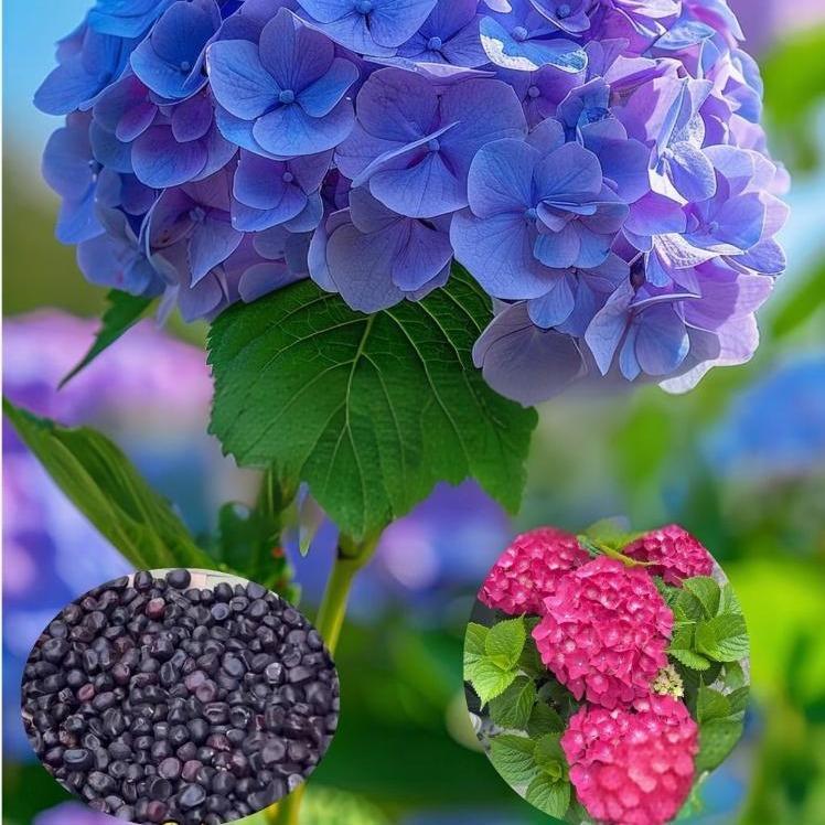 Garden Plants Seeds Large Hydrangea Seeds 50Pcs Mixed Colour  Flowers Multi-ColorFour-Season Blossoms Outdoor Garden Dwarf