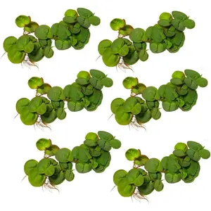 30+ Leaves Red Root Floaters Phyllanthus Fluitans (+Free Bonus Plant) Live Floating Plants for Aquarium 2 Day Arrival