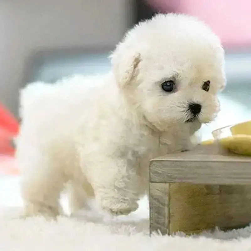 Birthday Gift Stuffed Animals Realistic Robotic Puppy Simulation Interactive Robot Dog Barking Soft Walking Dog Baby