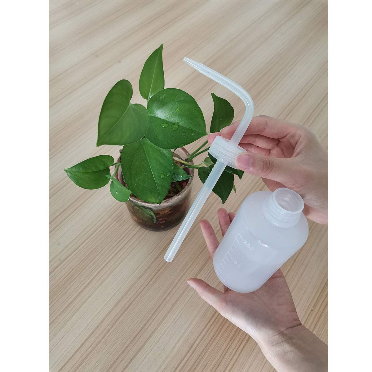 Plastic Squeeze Bottle Leak Proof, 250ml | 8.5oz White Wash Bottle , LDPE, Safety, with Narrow Mouth Scale Labels for Succulent Label Watering (1 Bottle) Plastic Squeeze Bottle Leak Proof, 250ml | 8.5oz White Wash Bottle , LDPE, Safety, with Narrow Mouth Scale Labels for Succulent Label Watering (1 Bottle)