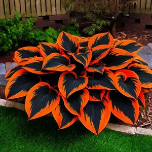 300 high-quality hosta seeds  . guaranteed viable with no bad seeds. A perennial shade plant, perfect for gardens and yards. Made in the USA |   Non-GMO |