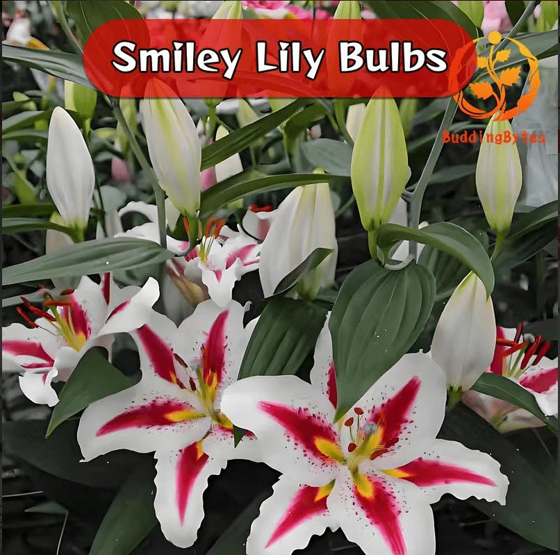 Smiley Lily Seeds - Unique and Cute + Easy to Grow + Compact