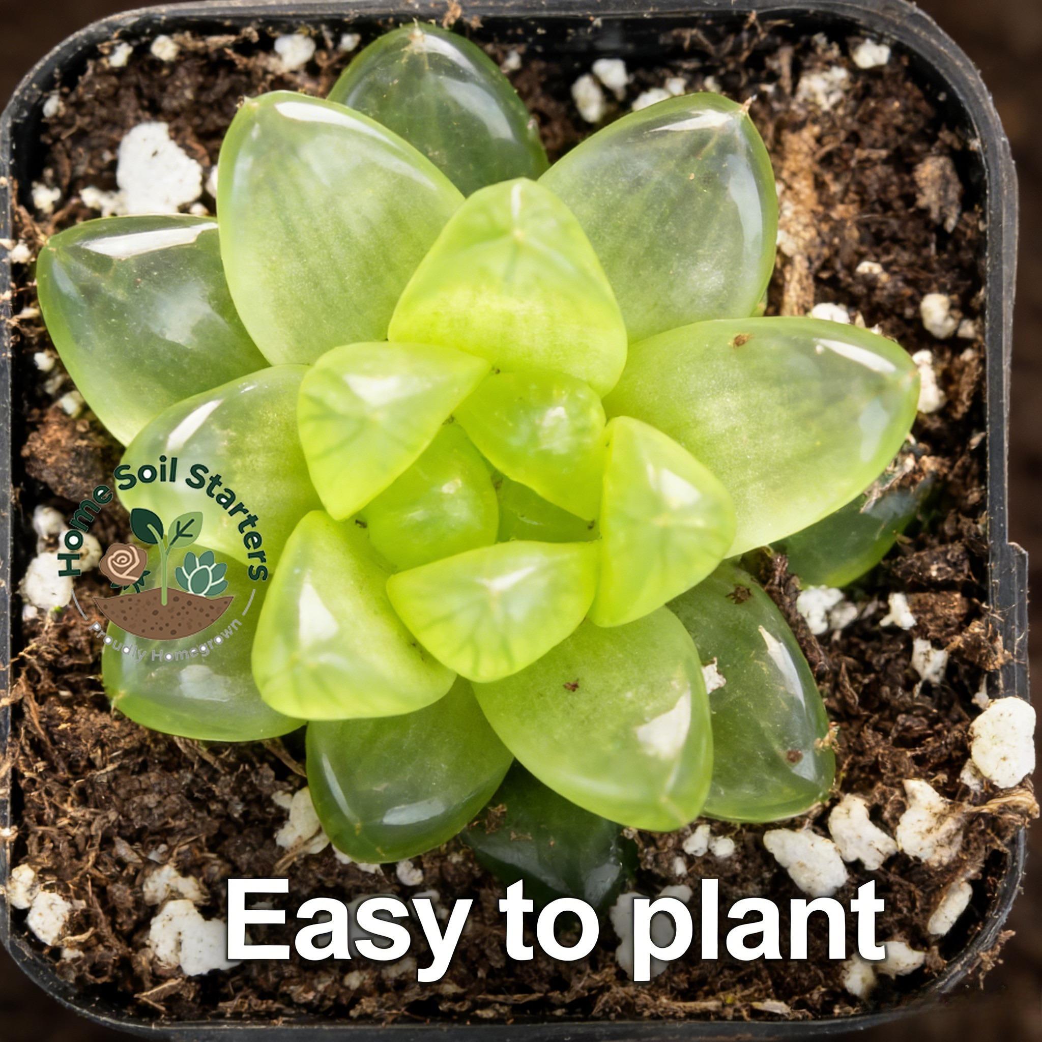 Cooper Pineapple Palm is a live plant with crystal clear leaves and strong drought resistance. It does not require frequent watering and is suitable for desktop, balcony, and mini garden decoration. It is easy to plant and designed for succulent enthusias