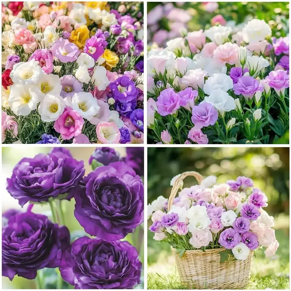 Mixed Lisianthus Flower Seeds 200 Pcs Non-GMO for Outdoor Planting Perennial Eustoma Cut Flower for Garden Home Ornament