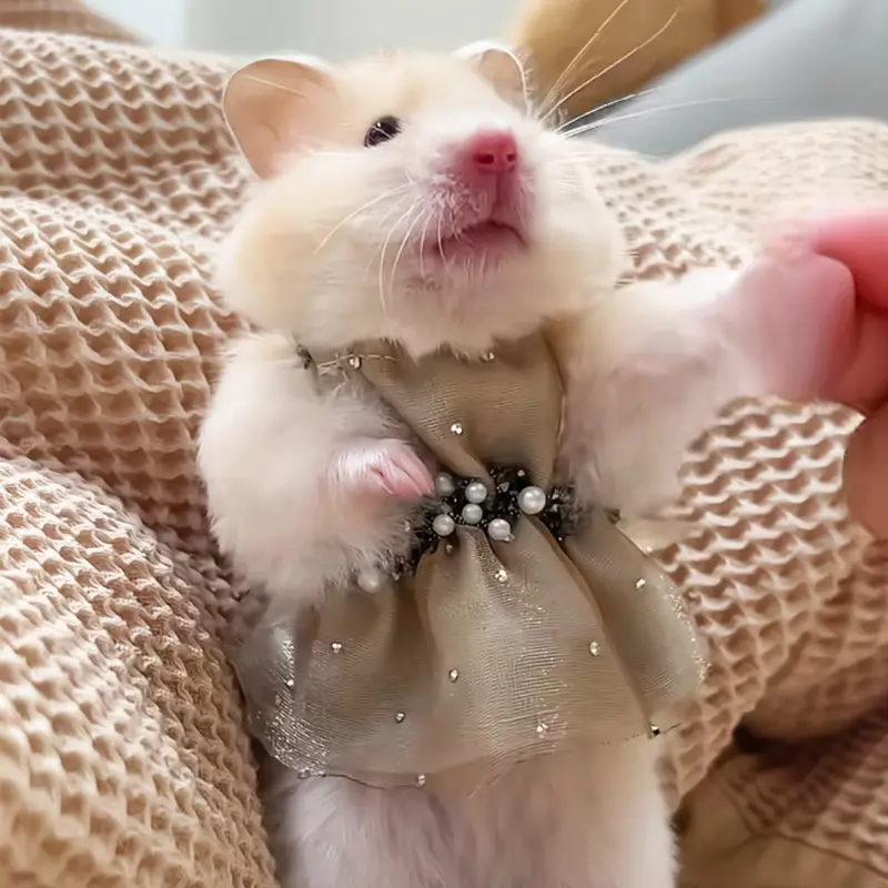 Four-season hamster clothes, dresses for small pets, knit sweaters, outfits for golden hamsters, guinea pigs and fancy rats
