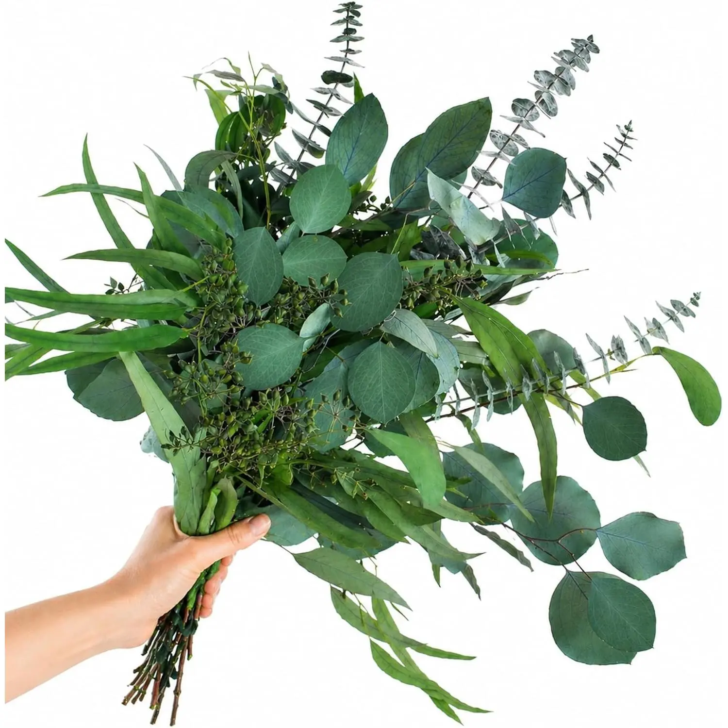 16PCS Real Dried Classic Eucalyptus Stems - Mixed Silver Dollar & Seeded Eucalyptus Leaves, Preserved Natural Decorative Greenery Plants for Vase, Farmhouse Table Home Decor, Floral Decor