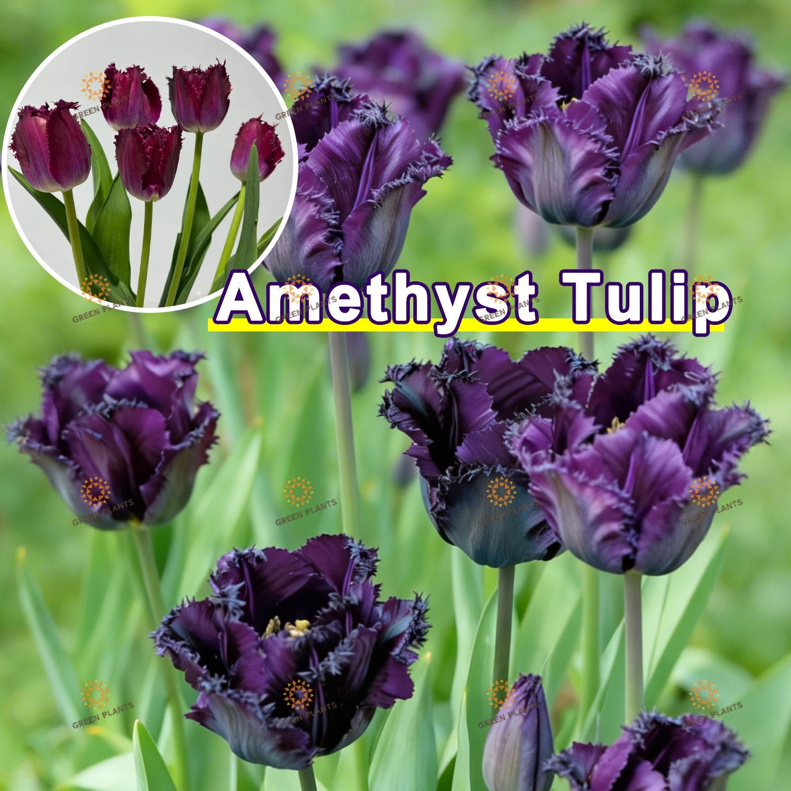 Brilliant purple tulip bulbs Colorful bright flowers Strong bulbs Fast germination Easy maintenance Ideal for planting in courtyards, gardens, and balconies