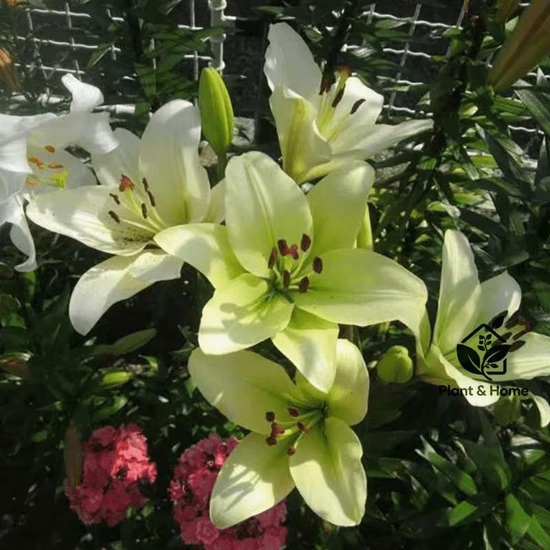 Lily, the embellishment of childhood greenery! Green lilies bloom like fairy tales, are shade-resistant and easy to raise, and are evergreen in all seasons - bringing healing scenery to your courtyard or balcony