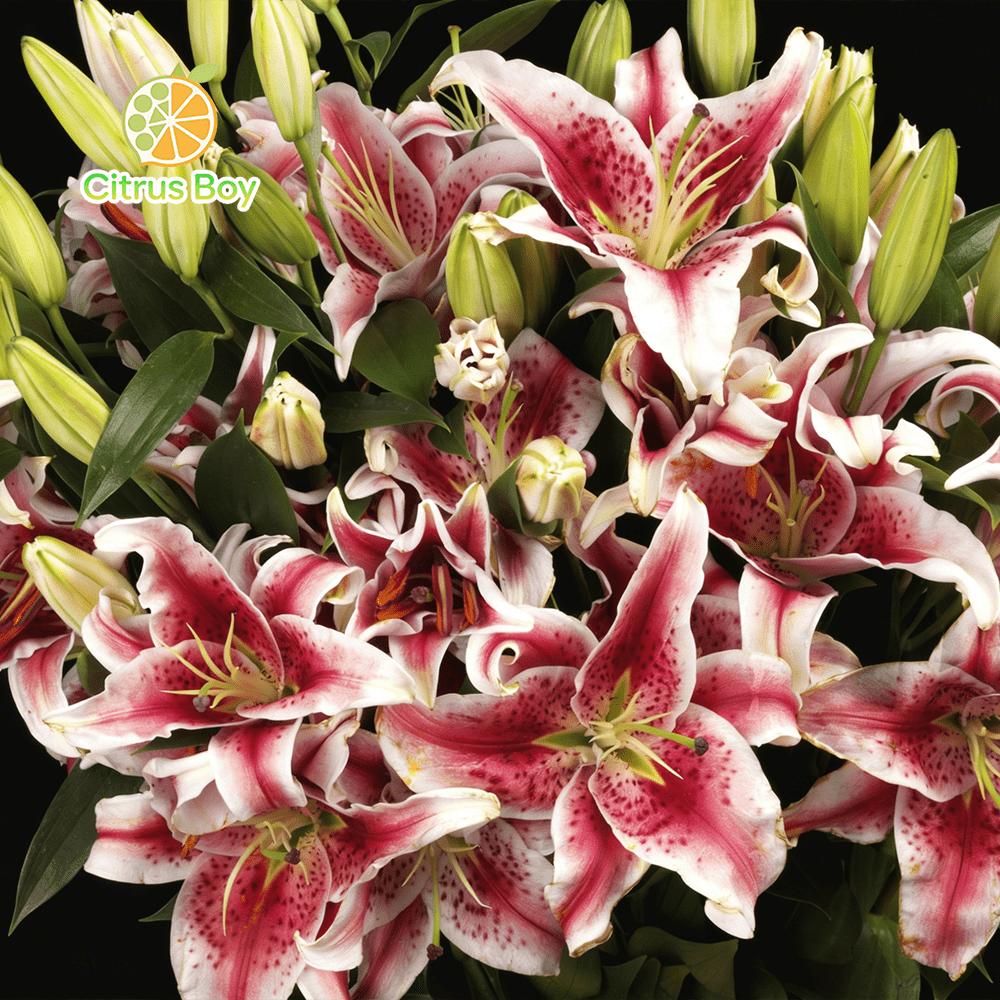 High quality lily bulbs with large and fragrant flowers, bright colors, suitable for potted and aboveground plants in balcony gardens, strong cold resistance, easy soil survival, suitable for novice horticulturists