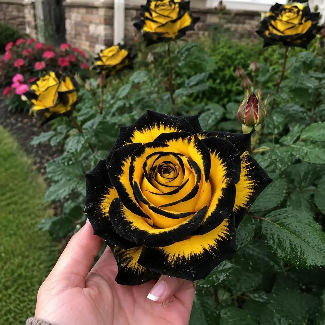 Rare Twin Black Yellow Rose Flower Seeds for Planting - Captivating Garden Blooms Non GMO Heirloom Garden - Planting Instructions for Easy Grow - Great Gardening Gifts