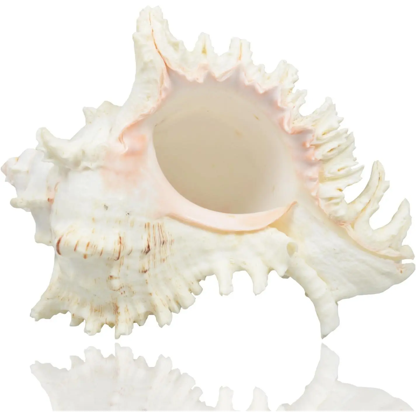 Large  Sea Shells, Murex Ramosus shells, Huge  Conch 7-8 inches  Seashells  for Wedding Decor Beach Theme Party,  Decorations,DIY Crafts, Fish  and Shell Collectors