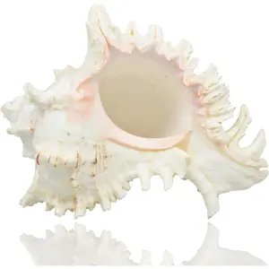 Large  Sea Shells, Murex Ramosus shells, Huge  Conch 7-8 inches  Seashells  for Wedding Decor Beach Theme Party,  Decorations,DIY Crafts, Fish  and Shell Collectors