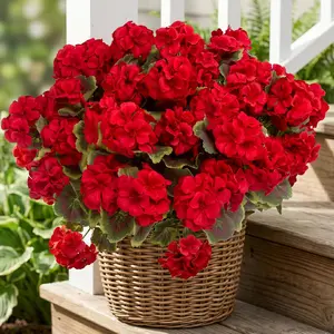 8 Pcs Artificial Geranium Plant Realistic Silk Flowers for Outside UV Resistant Faux Geraniums Flowers for Indoor Home Office Decoration (8, Red)