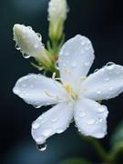 150 PCS Jasmine Seeds Bridal Veil High Germination Rate Nodding Clerodendron Easy to Grow Long Lasting Aroma for Home Garden Fragrant Blooms Rare Cascading Jasmine Perfect for Balconies & Indoor Pots