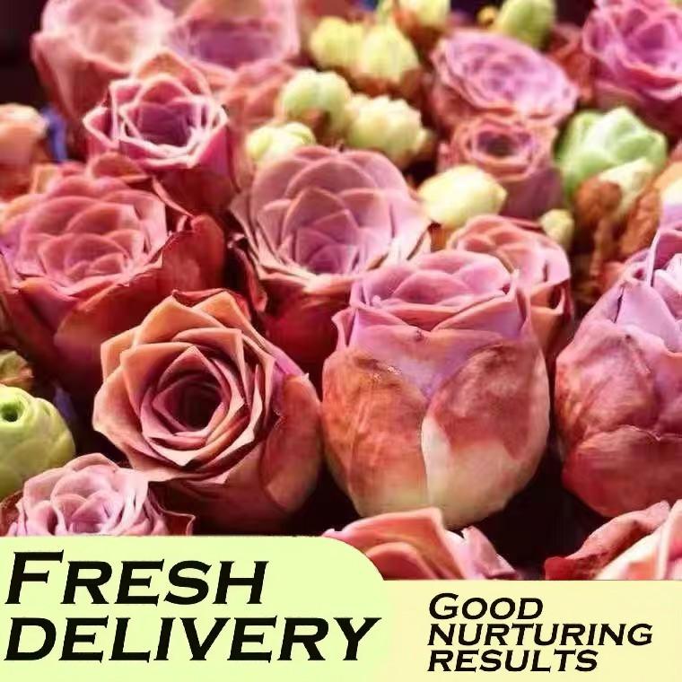 Mountain Rose Succulent - Rose-shaped leaves, easy to care for, suitable for tabletop and indoor shelves