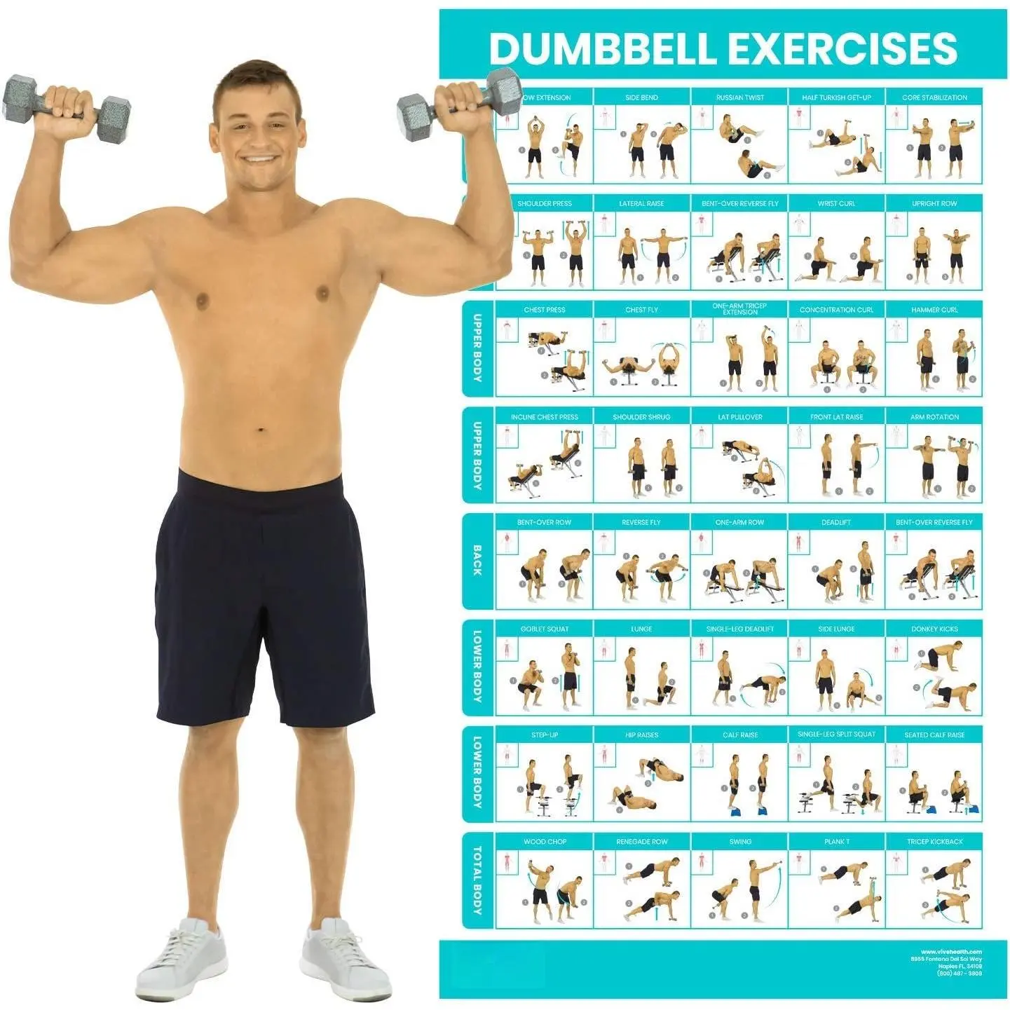 Dumbbell Workout Poster -  Gym Exercise for Upper, Lower, Full  - Laminated Bodyweight Chart for , Arm, Core and  - Free Weight Building Guide For Men, Women,  (30" x 17")