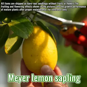 Meyer Lemon Tree Living plant, citrus fruit tree, suitable for indoor, outdoor, yard and garden planting, can be potted or ground-grown lemon seedlings