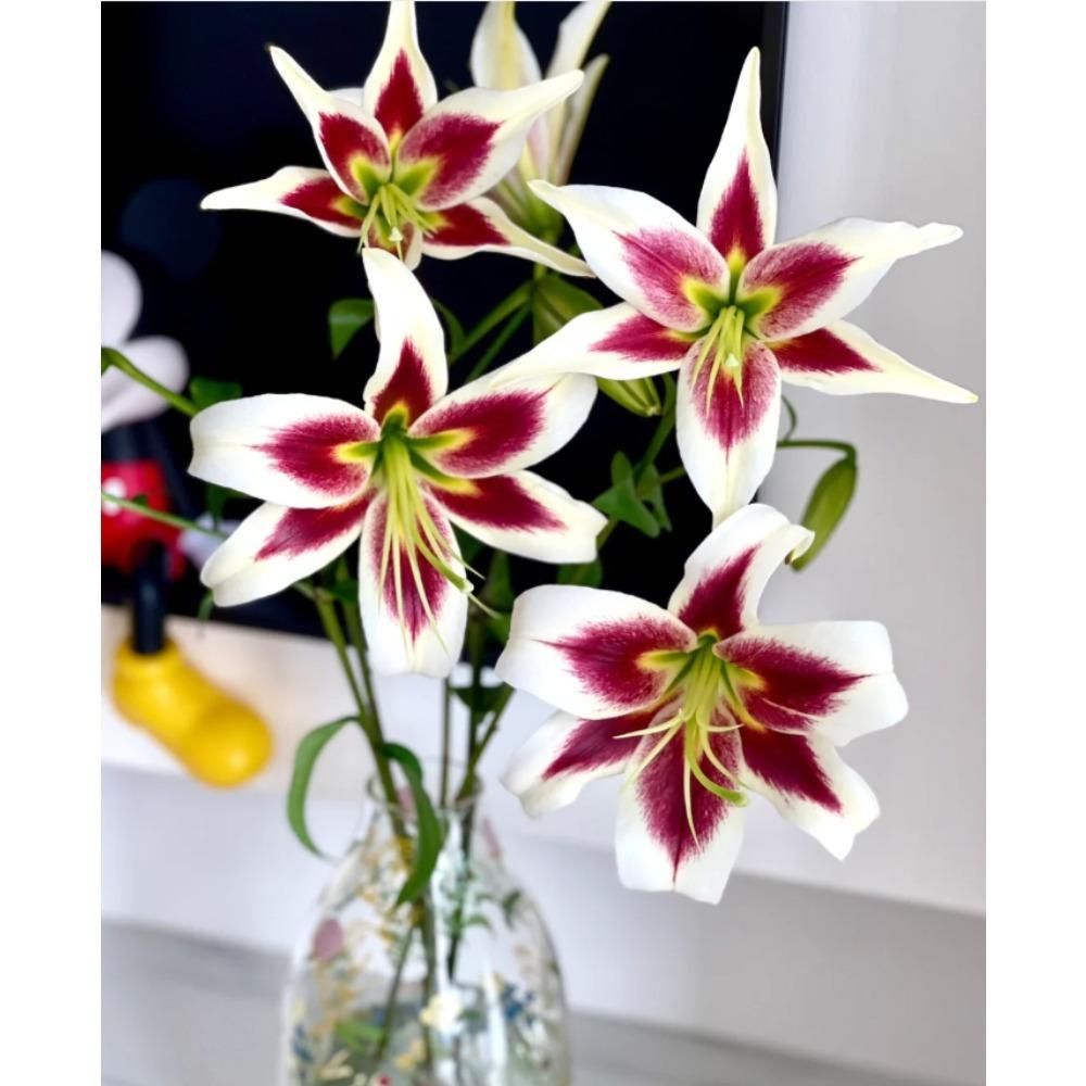 Wangchuan Autumn Water Lotus - Solid Bulbs + Bright Flowers + Compact Potted Flowers