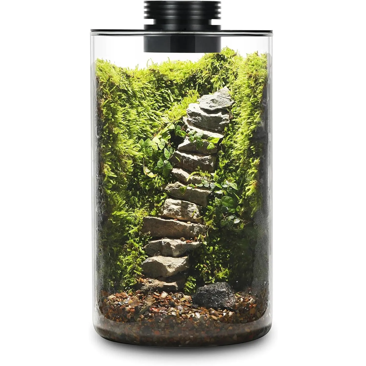 Desktop Glass Plant Terrarium with Grow Light (H:9.8" D:5.9"), for Succulent, Moss, Miniature Gardening Landscape, Betta Fish Tank, Office Home Decoration, Plant Lovers Gifts