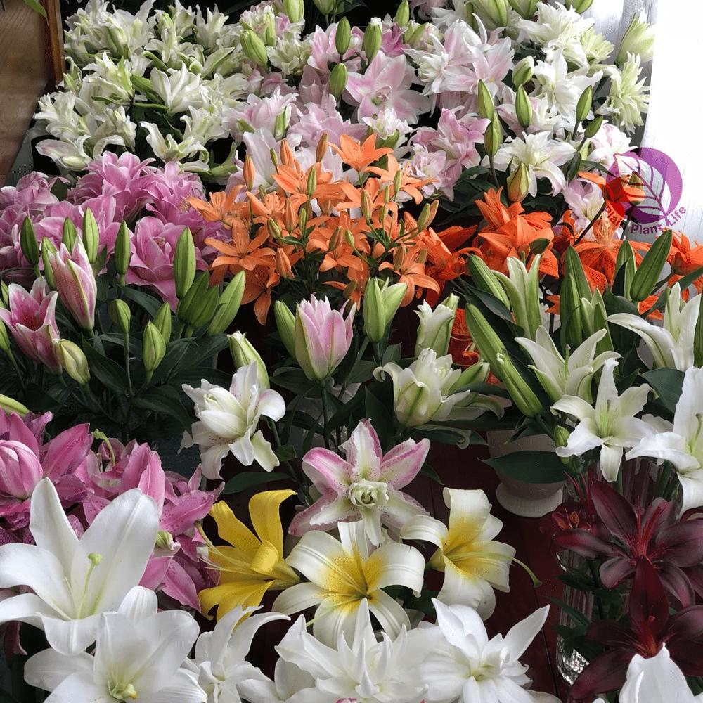 Mixed-color lily bulbs, perennial bulbs, easy to plant and maintain, garden balcony potted decorative seedlings, cold-resistant and heat-resistant, a must for home gardening landscapes