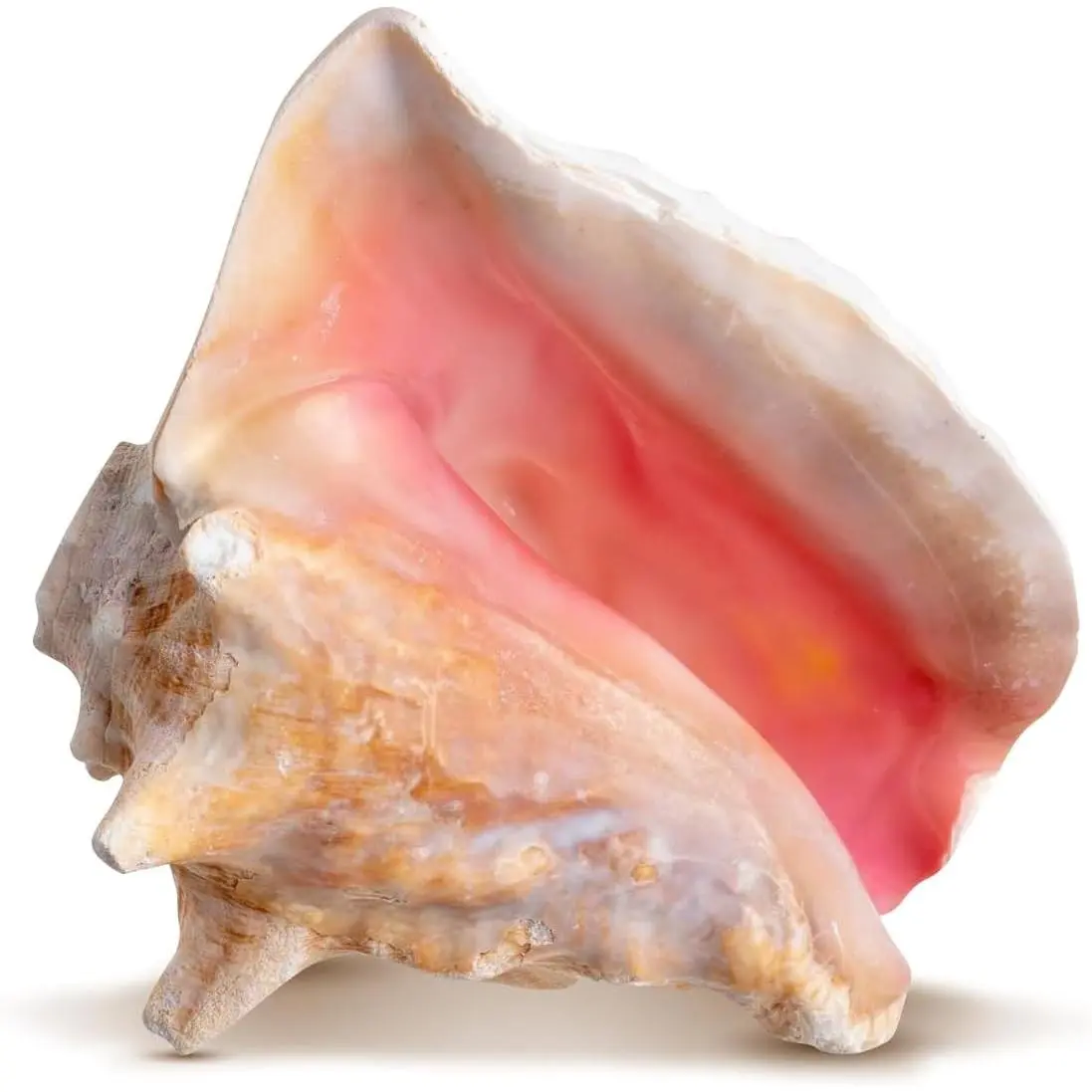 Conch Shell Decor - Seashell Decor - 6-8" Large Conch Shell Horn - Shells for Decoration - Large Seashells - Blowing Horn - Magic Conch Seashell Room Décor
