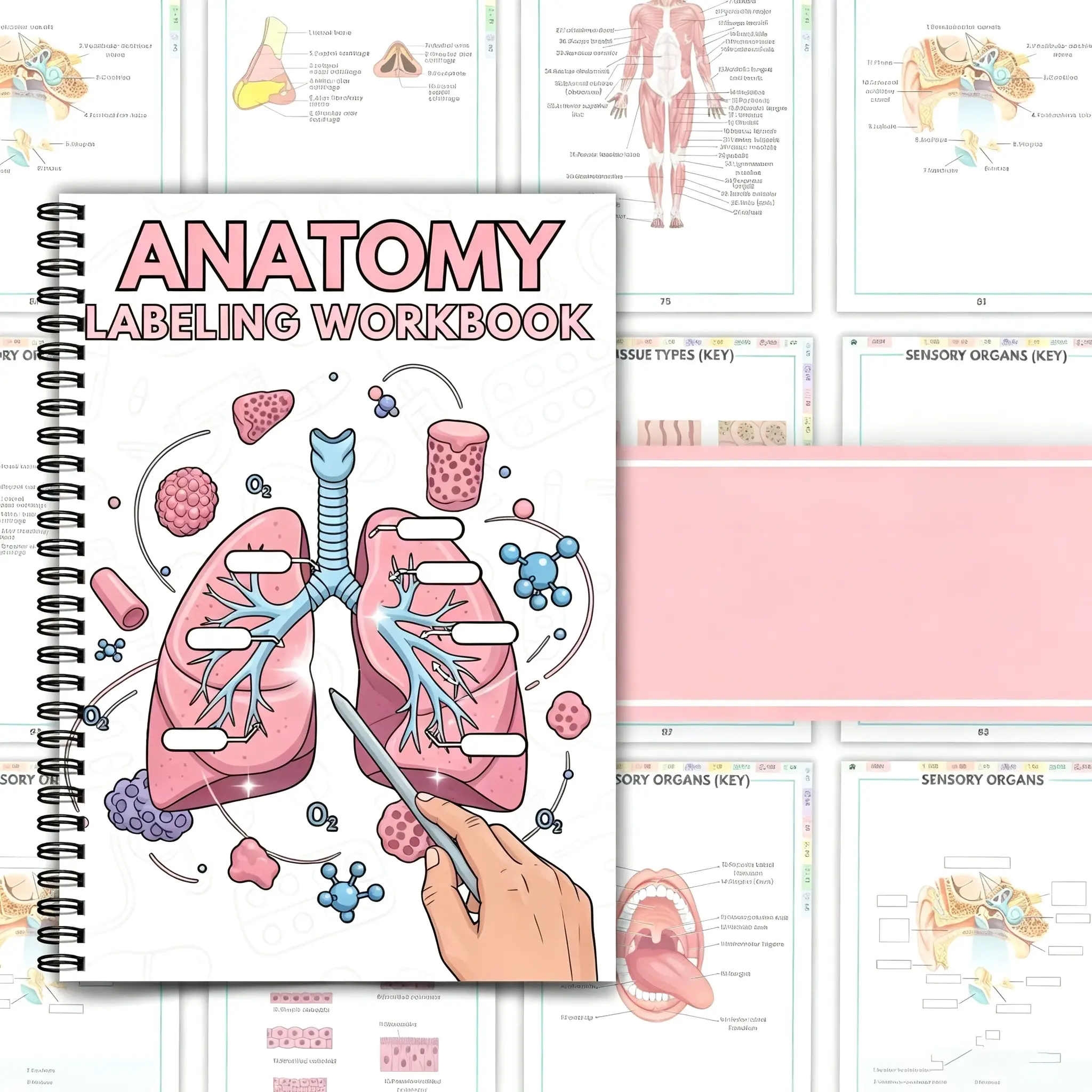 Human Labeling Workbook & Study Guide for Nursing Students, Master Anatomy with 100+ Worksheets, Perfect Medsurg Prep, Paper Book