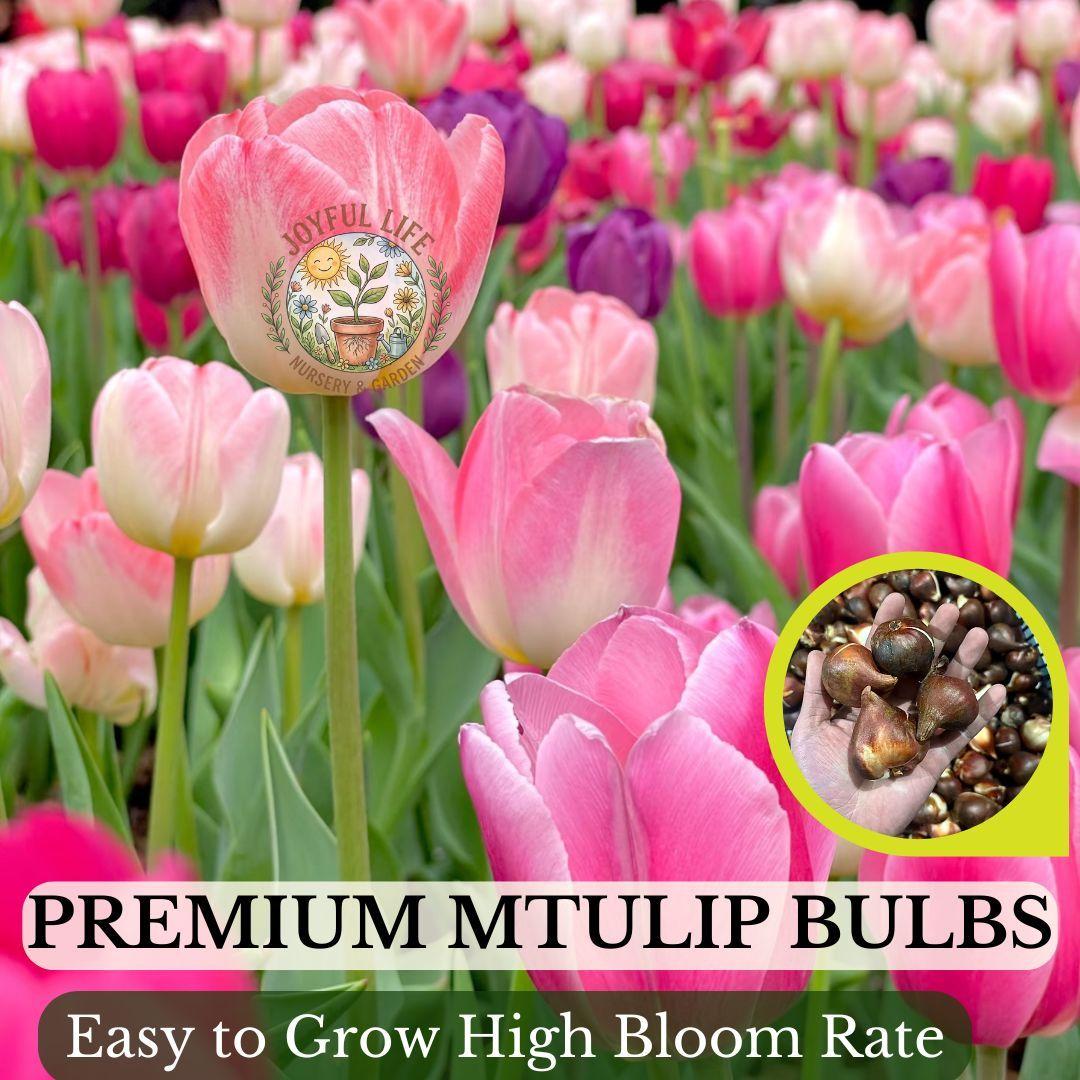 Premium high-sprouting tulip balls, easy-to-grow perennial rhizomes, low-maintenance indoor/outdoor flowers, ideal for balcony and garden gardening