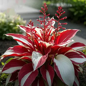300 high-quality hosta seeds  . guaranteed viable with no bad seeds. A perennial shade plant, perfect for gardens and yards. Made in the USA |   Non-GMO |