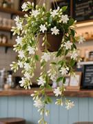 150 PCS Jasmine Seeds Bridal Veil High Germination Rate Nodding Clerodendron Easy to Grow Long Lasting Aroma for Home Garden Fragrant Blooms Rare Cascading Jasmine Perfect for Balconies & Indoor Pots