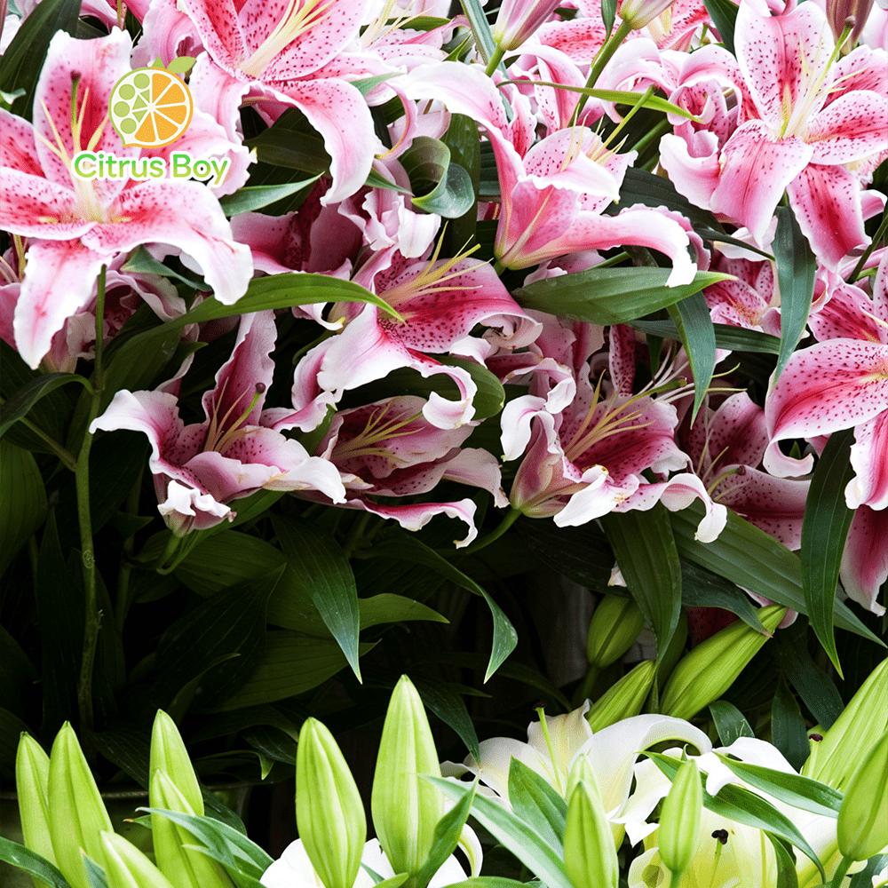 High quality lily bulbs with large and fragrant flowers, bright colors, suitable for potted and aboveground plants in balcony gardens, strong cold resistance, easy soil survival, suitable for novice horticulturists
