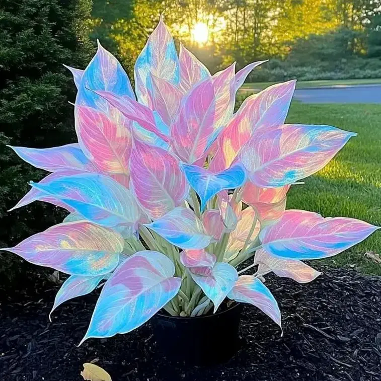 700+ Pastel Iridescent Hosta Seeds - Grow a Dreamy Shade Garden 700+ Pastel Iridescent Hosta Seeds - Grow a Dreamy Shade Garden