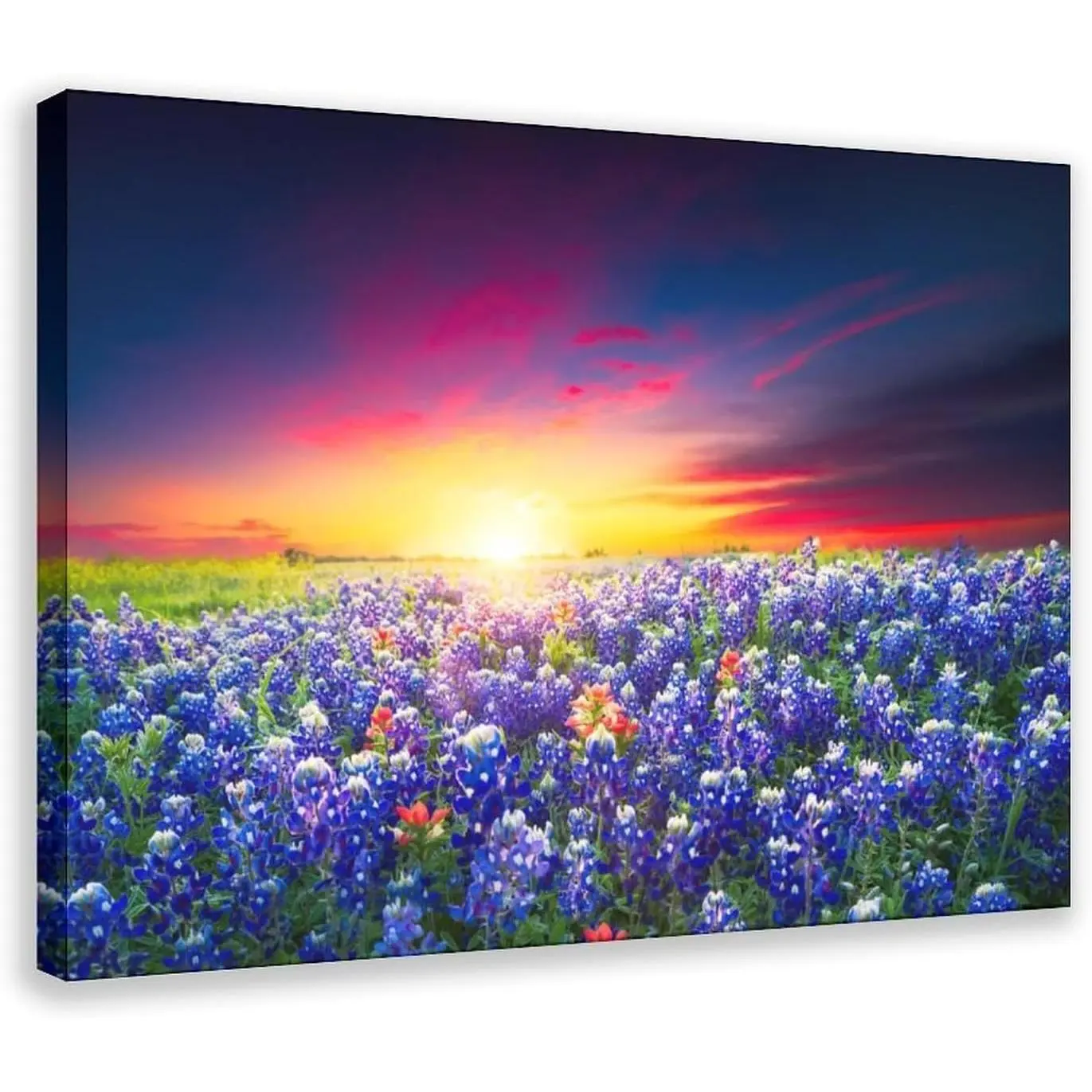 Texas Bluebonnets Botanical Poster Canvas Wall Art Aesthetic Prints Painting Artwork Rooms Living Room Bedroom Church Posters