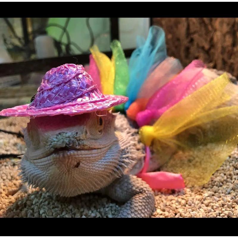 Lizard Costume Reptile Pet Transformation Costume Hat Dress Holiday Gift Chameleon Small Pet Supplies Clothes Cosplay Suit