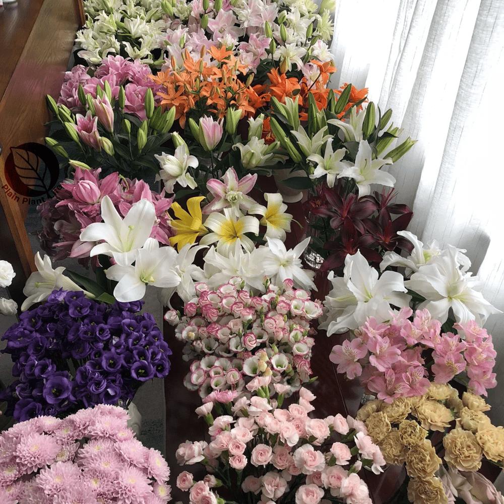 Mixed-color lily bulbs, perennial bulbs, easy to plant and maintain, garden balcony potted decorative seedlings, cold-resistant and heat-resistant, a must for home gardening landscapes