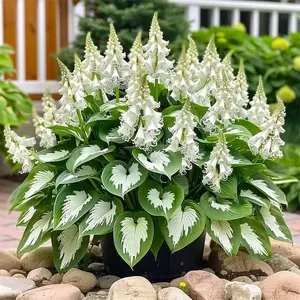 288+ Mix Color Perennial Hosta Flower Seeds - Easy Planting, Low Maintenance, Rich Heart-Shaped Foliage, Outdoor Garden Pollinator-Attracting, Non-GMO Heirloom Bonsai Decor Plants