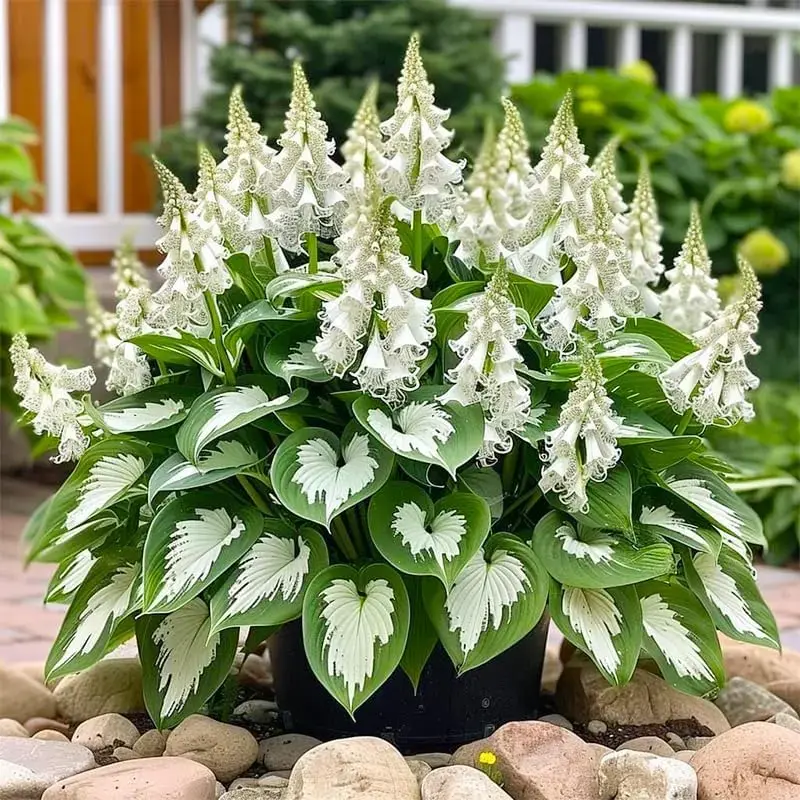 288+ Mix Color Perennial Hosta Flower Seeds - Easy Planting, Low Maintenance, Rich Heart-Shaped Foliage, Outdoor Garden Pollinator-Attracting, Non-GMO Heirloom Bonsai Decor Plants