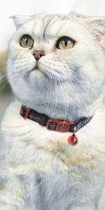 Naruto Akatsuki Cat Collars for Girl Cats, Boy Cats, Small Kitten Collar with Bell (Removable) | Officially Licensed Naruto Akatsuki Cloak Inspired Breakaway Cat Collars for Akatsuki Costume Itachi